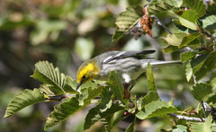 Setophaga townsendi × occidentalis