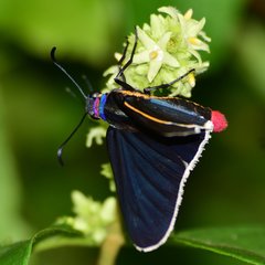 Mysoria affinis