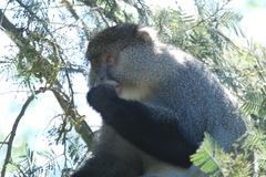 Cercopithecus mitis labiatus