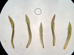 Gymnostomum aeruginosum