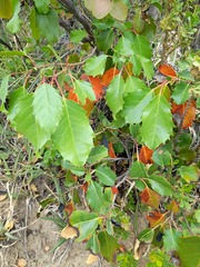 Azara petiolaris
