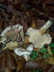 Lactarius pallidus