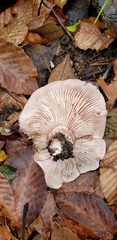 Pudorini