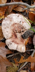 Pudorini