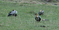 Theristicus branickii