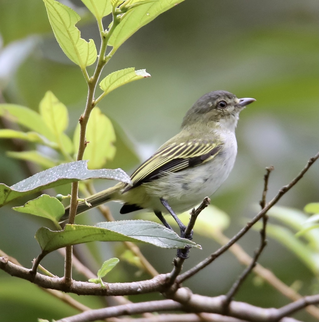 Mistletoe Tyrannulet (Zimmerius parvus) photo