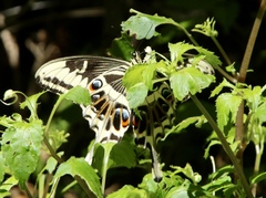 Papilio ophidicephalus