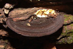 Nigroporus vinosus