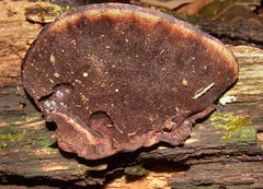 Nigroporus vinosus