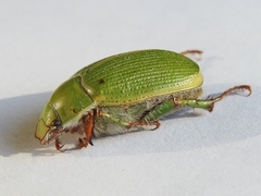 Xylonichus