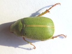 Xylonichus