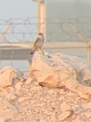 Oenanthe chrysopygia