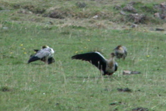 Theristicus branickii
