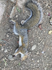 Sciurus carolinensis
