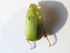 Xylonichus