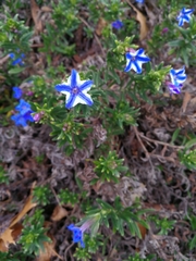 Glandora diffusa