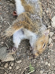 Sciurus carolinensis