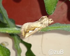 Didugua argentilinea