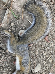 Sciurus carolinensis