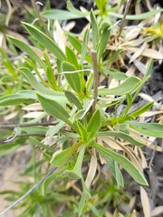 Haplopappus integerrimus