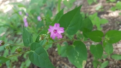 Mirabilis violacea