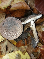 Lepiota