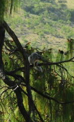 Sciurus nayaritensis