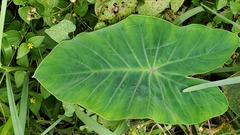 Tarophagus colocasiae