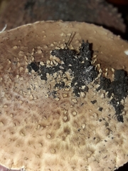 Lepiota
