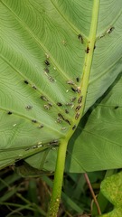 Tarophagus colocasiae