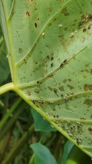 Tarophagus colocasiae