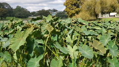Tarophagus colocasiae