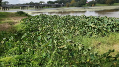 Tarophagus colocasiae