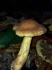 Gymnopilus junonius
