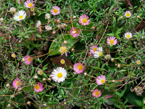Mexican Fleabane
