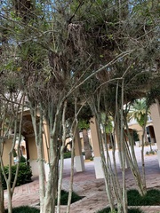 Sciurus carolinensis