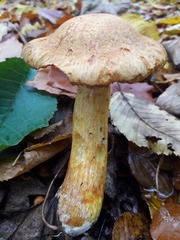 Gymnopilus junonius