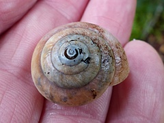 Trochomorphoidea