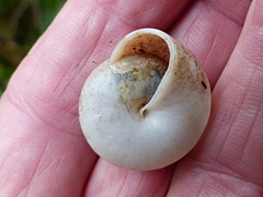 Trochomorphoidea