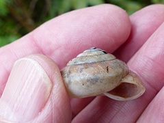Trochomorphoidea