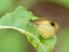 Ypthima fulvida