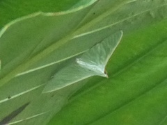 Stemorrhages oceanitis