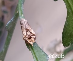 Didugua argentilinea