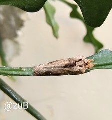 Didugua argentilinea