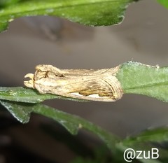 Didugua argentilinea