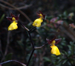Cyrtochilum aureum