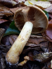 Gymnopilus junonius