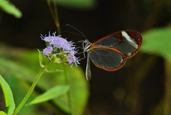 Pteronymia cotytto cotytto