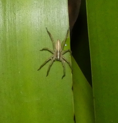Neoctenus