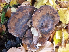 Ischnoderma resinosum